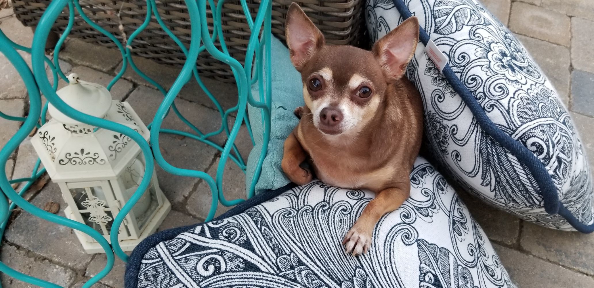 Cooper